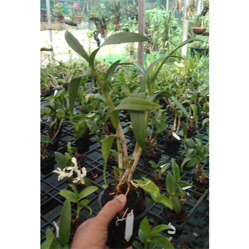 Dendrobium Airy Peach Dendrobium Airy Peach